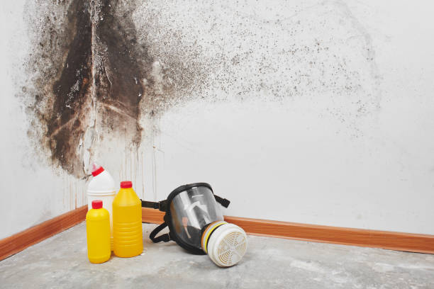 Mold Removal and Inspection in West Hollywood, CA