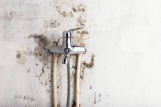 Best Mold Removal and Inspection  in West Hollywood, CA