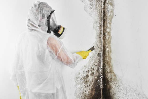 Best Same-Day Mold Removal  in West Hollywood, CA