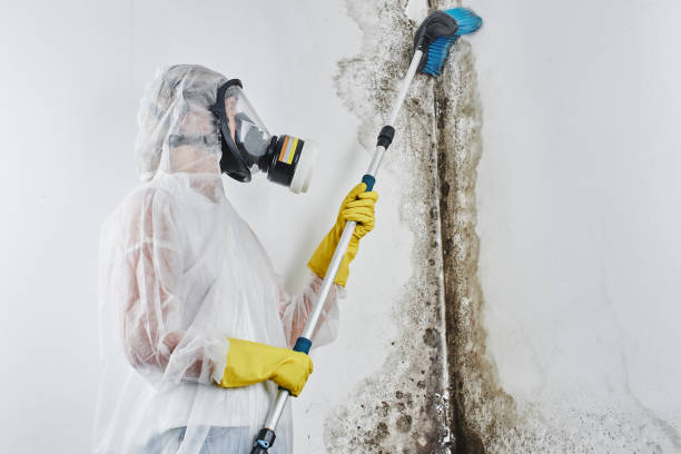 Best Mold Damage Repair  in West Hollywood, CA
