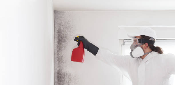 Best Emergency Mold Removal  in West Hollywood, CA