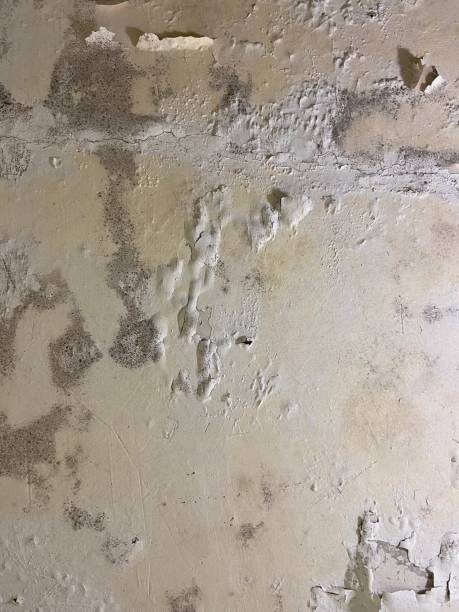 Mold Removal Process in West Hollywood, CA
