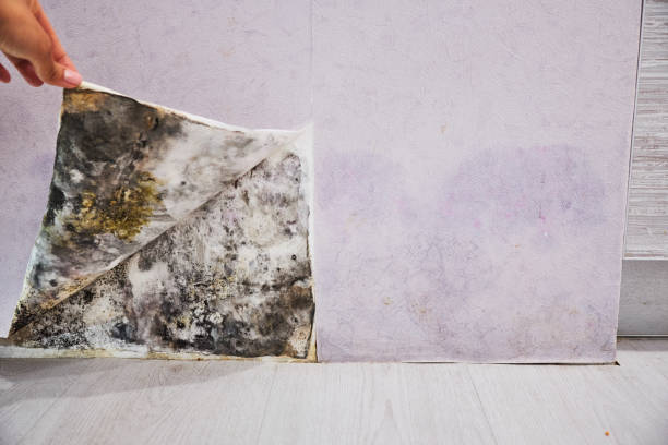 Best Best Mold Removal Companies  in West Hollywood, CA